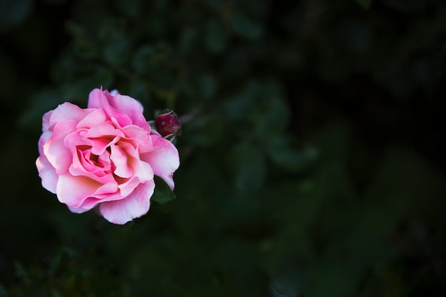 Desde arriba rosa rosa