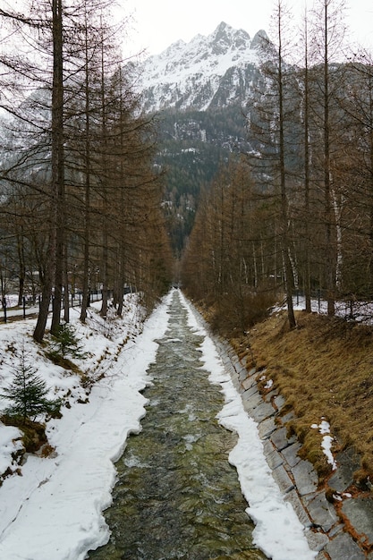 Arroyo y árboles