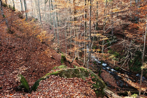 El arroyo en el bosque fluye desde arriba hacia abajo, la luz del sol y el bosque otoñal Río de montaña