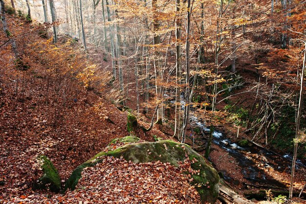 El arroyo en el bosque fluye desde arriba hacia abajo, la luz del sol y el bosque otoñal Río de montaña