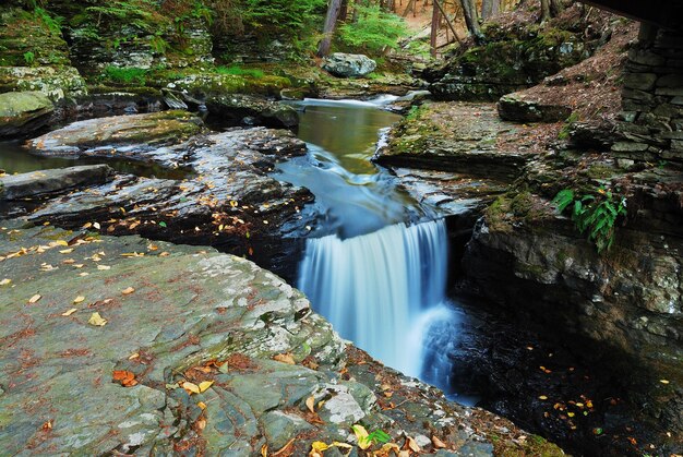 Arroyo de maderas