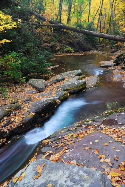 Arroyo de montaña de otoño