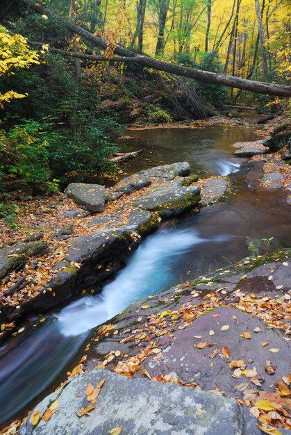 Arroyo de montaña de otoño