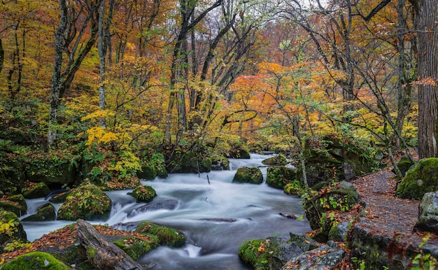 Arroyo Oirase en la prefectura de Aomori en Japón en otoño