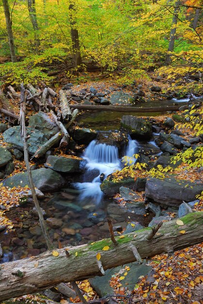 Arroyo de otoño en el bosque con ramas de árboles