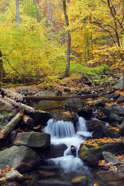 Foto gratuita arroyo de otoño en el bosque