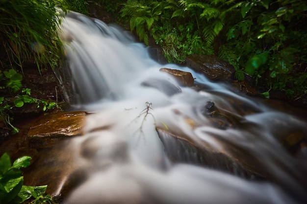 Foto gratuita arroyo rápido de montaña a través del bosque