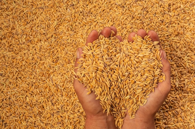 Arroz en manos de hombres con arroz.