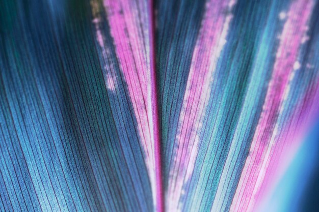 El arte de la línea de follaje de Ti o Cordyline deja la fotografía macro