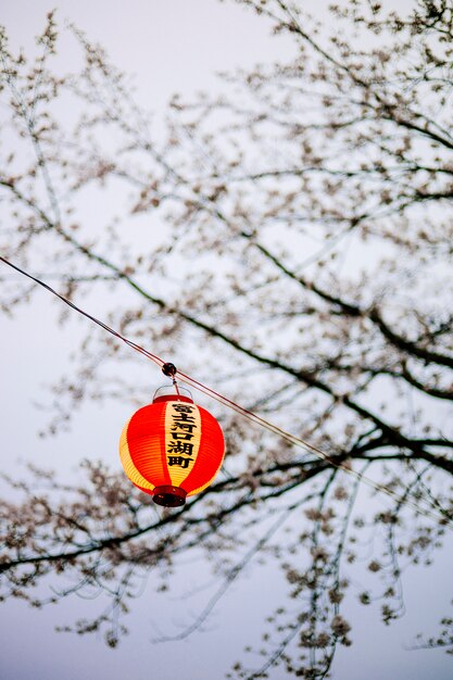 Asia linterna Japón Sakura crepúsculo