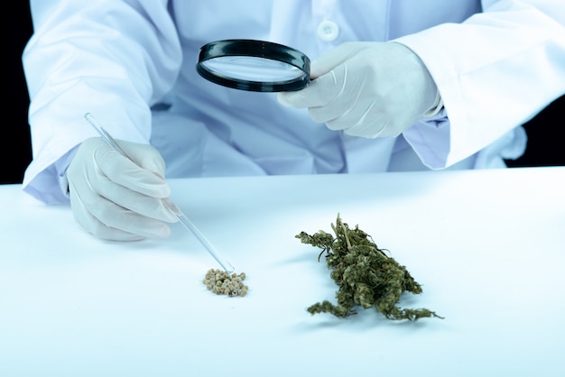 Asimiento de la mano del médico y oferta al paciente de marihuana medicinal y aceite.