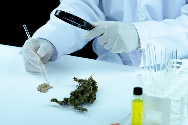 Asimiento de la mano del médico y oferta al paciente de marihuana medicinal y aceite.