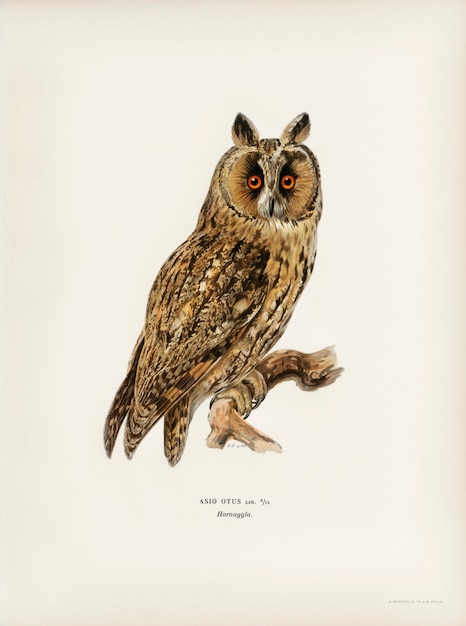 Asio otus owl ilustrado por los hermanos von Wright.