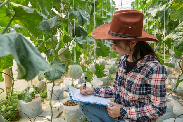 Foto gratuita asistente de ciencias de la mujer, oficial de agricultura. en la investigación de la granja de invernadero melón