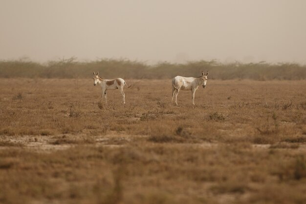 asnos salvajes en el desierto