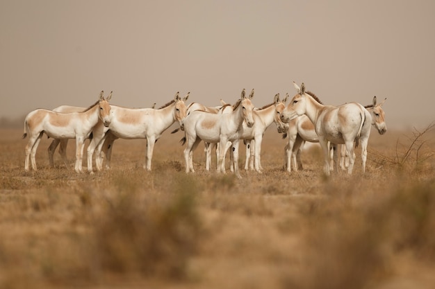 asnos salvajes en el desierto