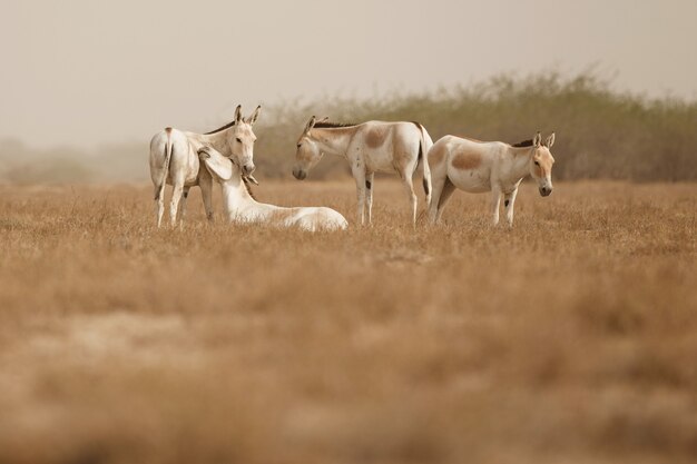 asnos salvajes en el desierto