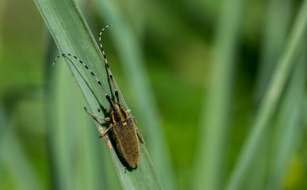 Asphodel Escarabajo de cuernos largos, Agapanthia asphodeli, descansando sobre una hoja.