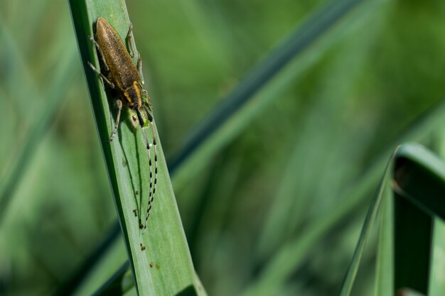 Asphodel Escarabajo de cuernos largos, Agapanthia asphodeli, descansando sobre una hoja.