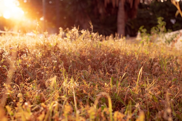 Foto gratuita atardecer en el jardin