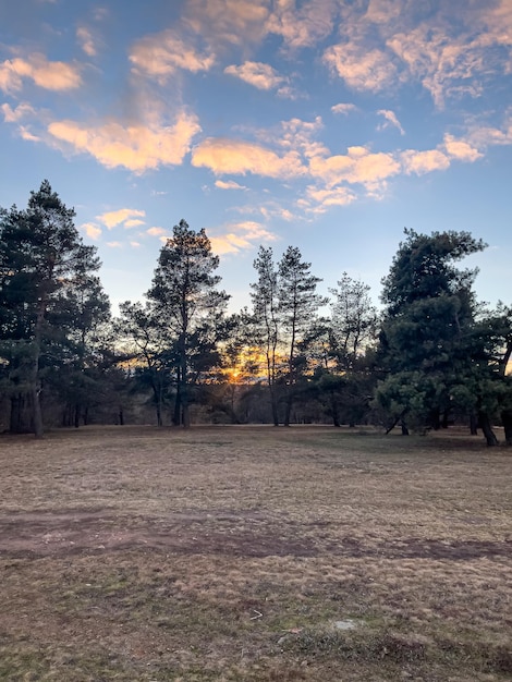 Atardecer entre el paisaje de pinos del parque.