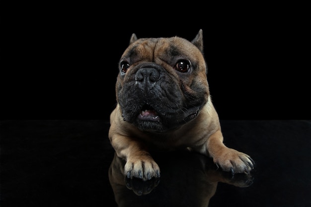 Atención. Bulldog francés joven está planteando aislado en la pared negra.