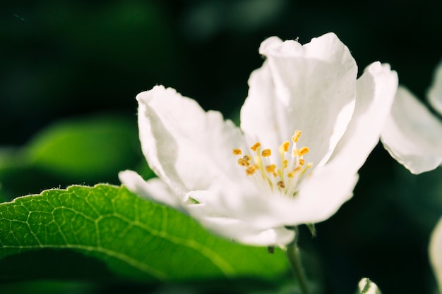 Foto gratuita atractiva flor blanca en la planta