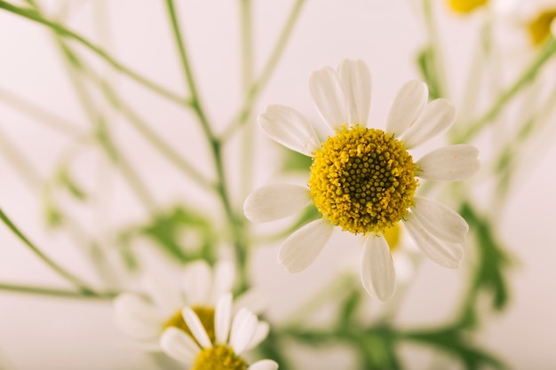 Foto gratuita atractiva flor de margarita que florece al aire libre