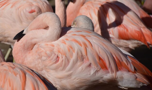 Atractivas plumas de color rosa en un flamenco rosado con la cabeza gacha.