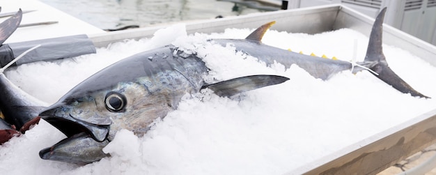 Atún en hielo en el mercado