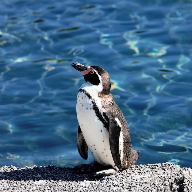 Auk joven en un zoológico en verano