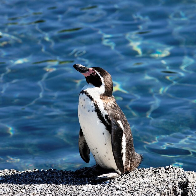 Auk joven en un zoológico en verano