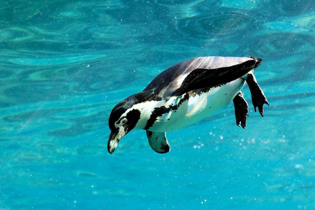 Foto gratuita auk nadando en el agua en un zoológico