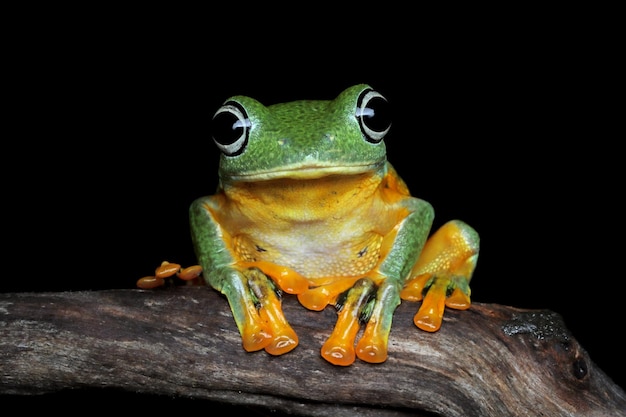 avan tree frog closeup imagen rhacophorus reinwartii en rama