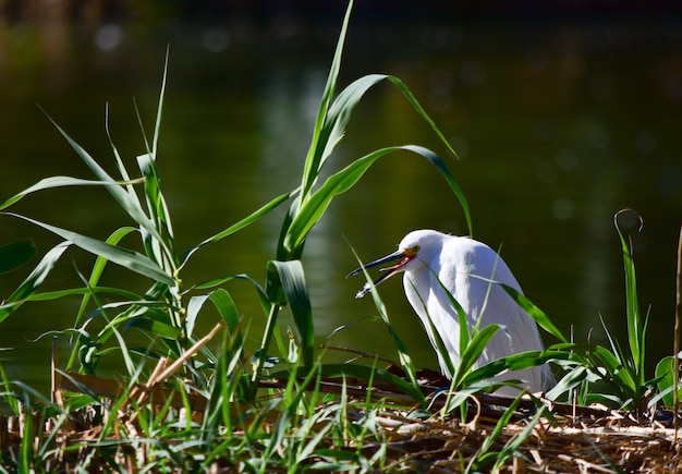 Ave acuática blanca sentada en la hierba cerca del lago