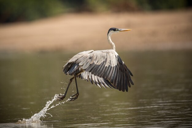 ave de américa del sur en el hábitat natural