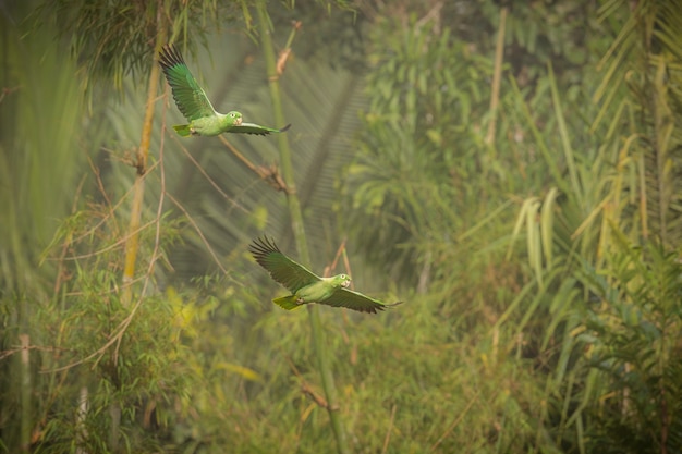 ave de américa del sur en el hábitat natural