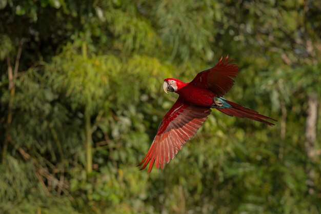 ave de américa del sur en el hábitat natural