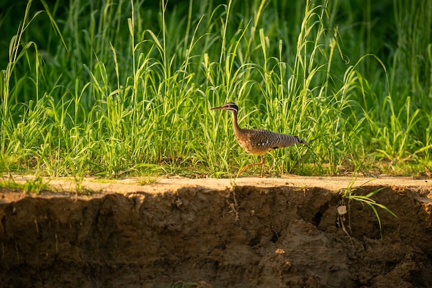 Ave majestuosa y colorida en el hábitat natural Aves del norte de Pantanal Brasil salvaje Fauna brasileña llena de selva verde Naturaleza y desierto de América del Sur