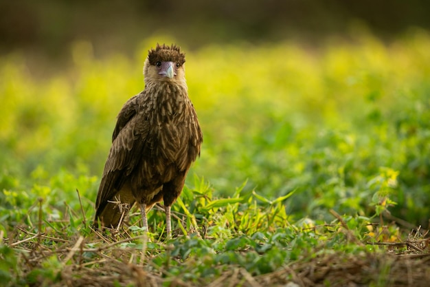 Ave majestuosa y colorida en el hábitat natural Aves del norte de Pantanal Brasil salvaje Fauna brasileña llena de selva verde Naturaleza y desierto de América del Sur