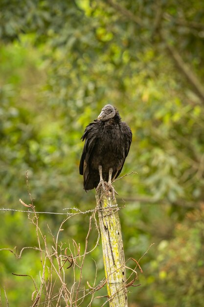 Ave majestuosa y colorida en el hábitat natural Aves del norte de Pantanal Brasil salvaje Fauna brasileña llena de selva verde Naturaleza y desierto de América del Sur