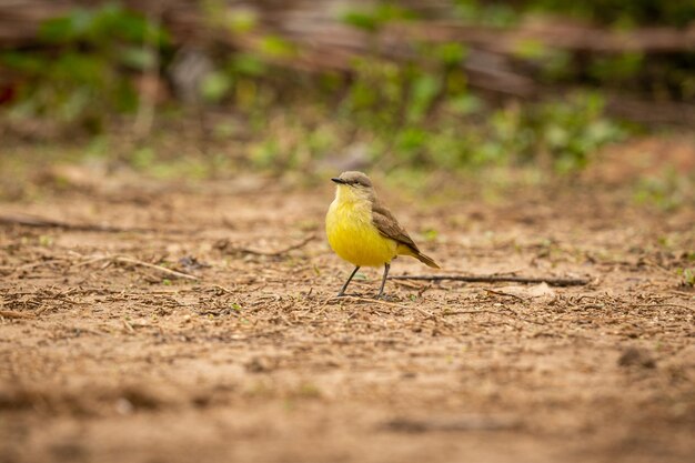 Ave majestuosa y colorida en el hábitat natural Aves del norte de Pantanal Brasil salvaje Fauna brasileña llena de selva verde Naturaleza y desierto de América del Sur