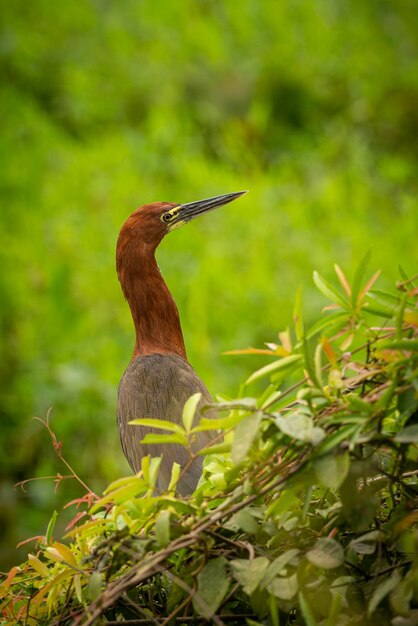 Ave majestuosa y colorida en el hábitat natural Aves del norte de Pantanal Brasil salvaje Fauna brasileña llena de selva verde Naturaleza y desierto de América del Sur