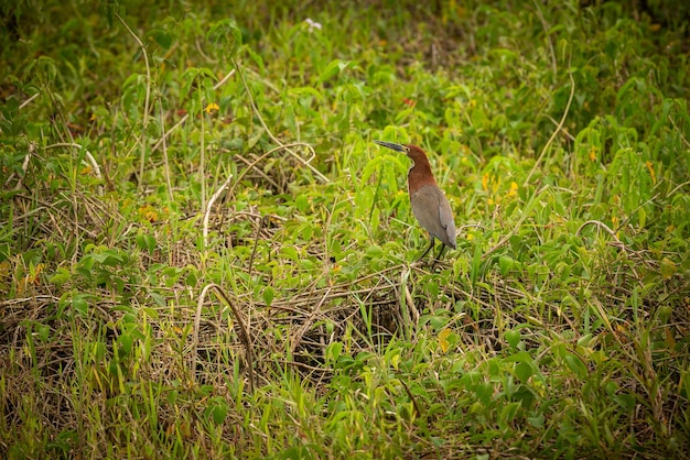 Ave majestuosa y colorida en el hábitat natural Aves del norte de Pantanal Brasil salvaje Fauna brasileña llena de selva verde Naturaleza y desierto de América del Sur