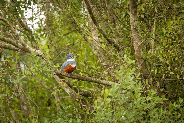 Ave majestuosa y colorida en el hábitat natural Aves del norte de Pantanal Brasil salvaje Fauna brasileña llena de selva verde Naturaleza y desierto de América del Sur