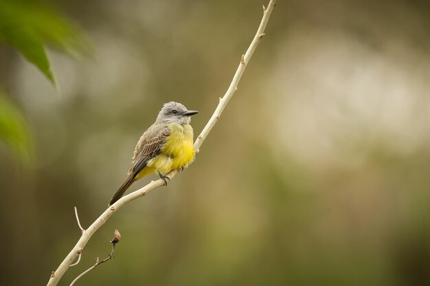 Ave majestuosa y colorida en el hábitat natural Aves del norte de Pantanal Brasil salvaje Fauna brasileña llena de selva verde Naturaleza y desierto de América del Sur