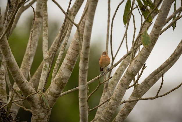 Ave majestuosa y colorida en el hábitat natural Aves del norte de Pantanal Brasil salvaje Fauna brasileña llena de selva verde Naturaleza y desierto de América del Sur