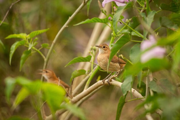 Ave majestuosa y colorida en el hábitat natural Aves del norte de Pantanal Brasil salvaje Fauna brasileña llena de selva verde Naturaleza y desierto de América del Sur