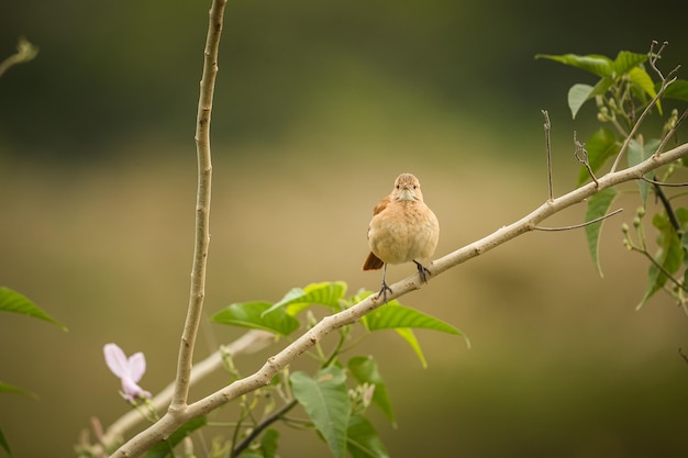 Ave majestuosa y colorida en el hábitat natural Aves del norte de Pantanal Brasil salvaje Fauna brasileña llena de selva verde Naturaleza y desierto de América del Sur