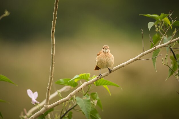 Ave majestuosa y colorida en el hábitat natural Aves del norte de Pantanal Brasil salvaje Fauna brasileña llena de selva verde Naturaleza y desierto de América del Sur